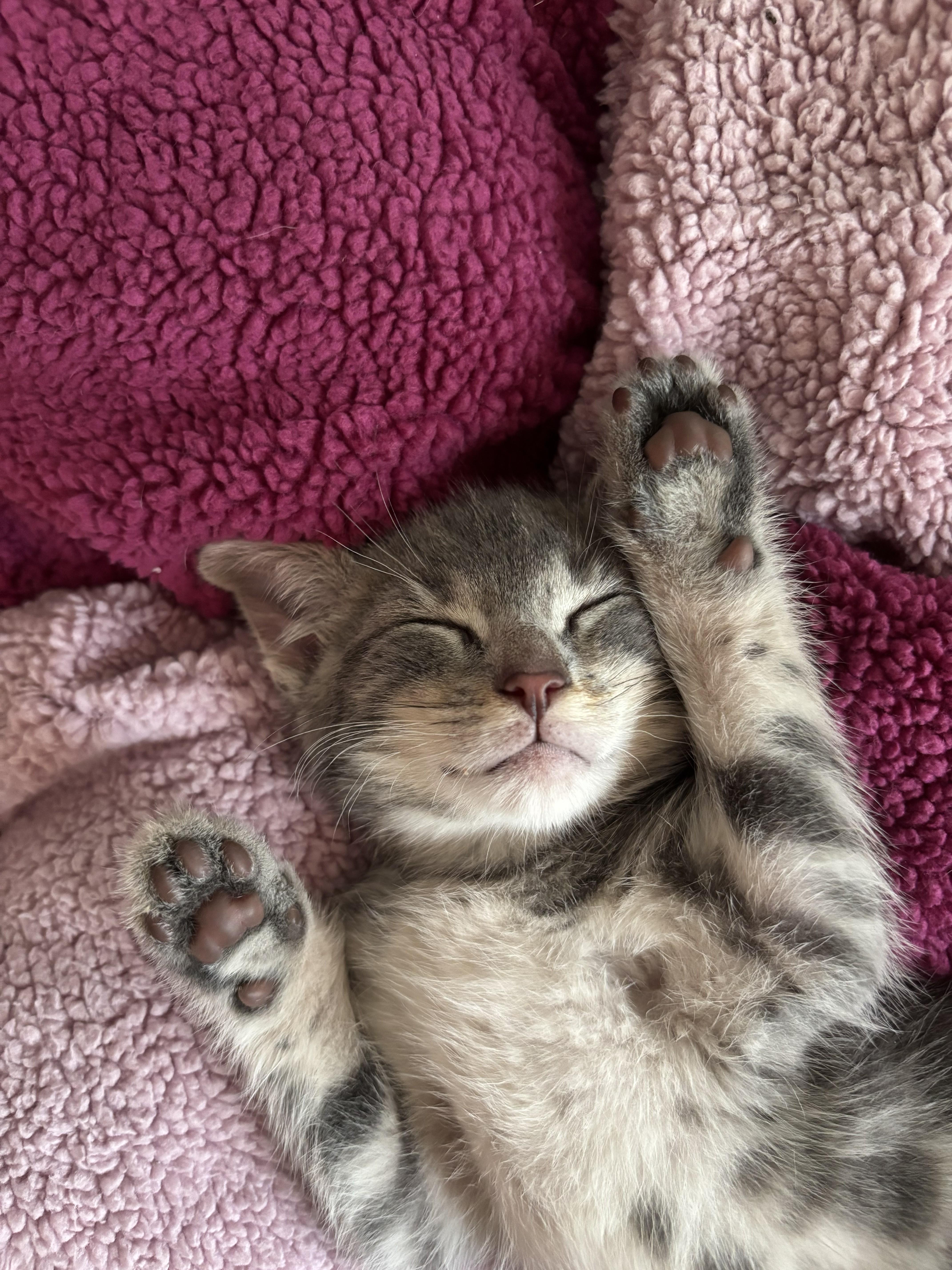 Wolf, adopted, Kitten Female Domestic Short Hair.