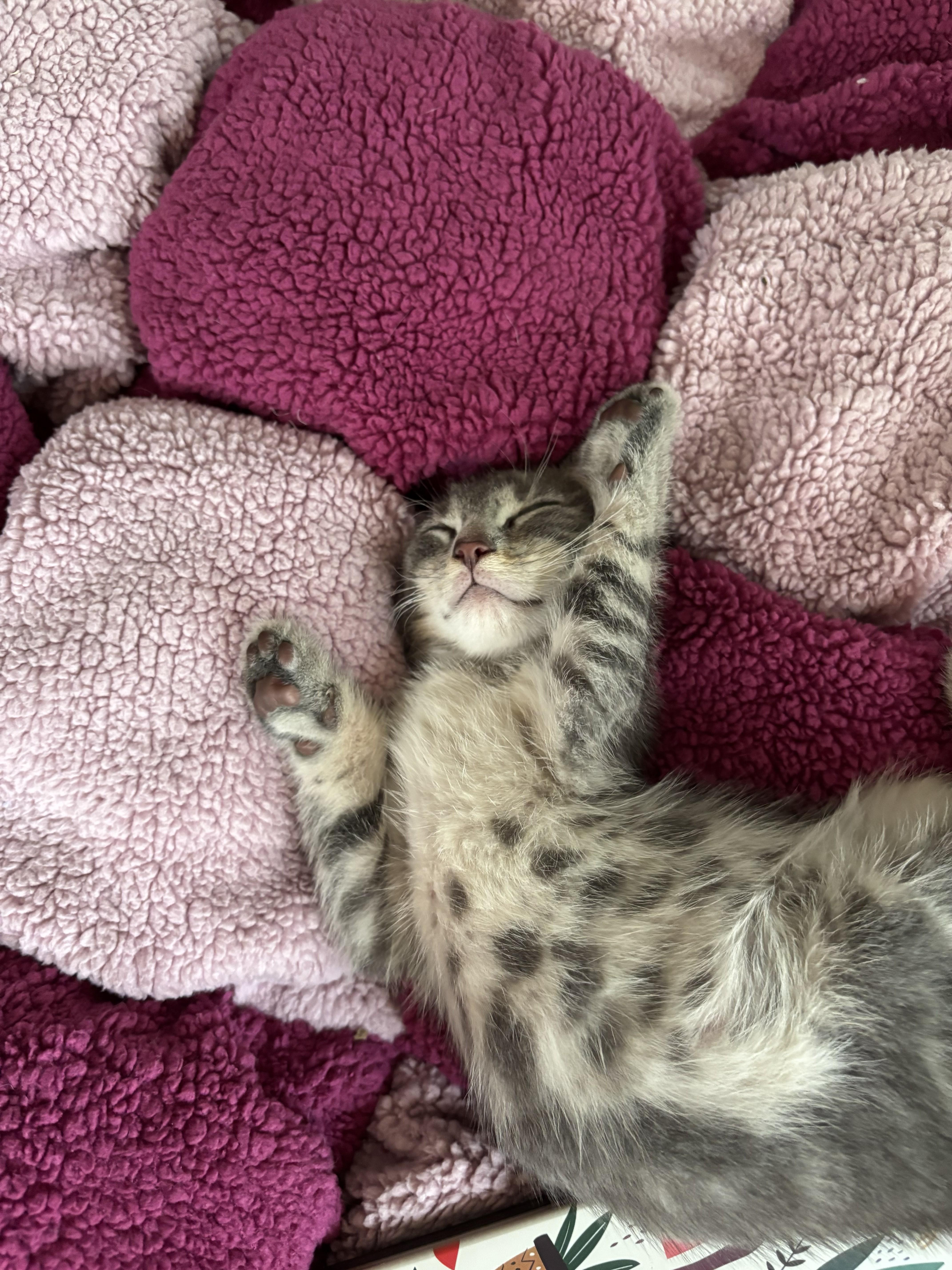 Wolf, an adopted Domestic Short Hair in Springfield, MA image 2/2