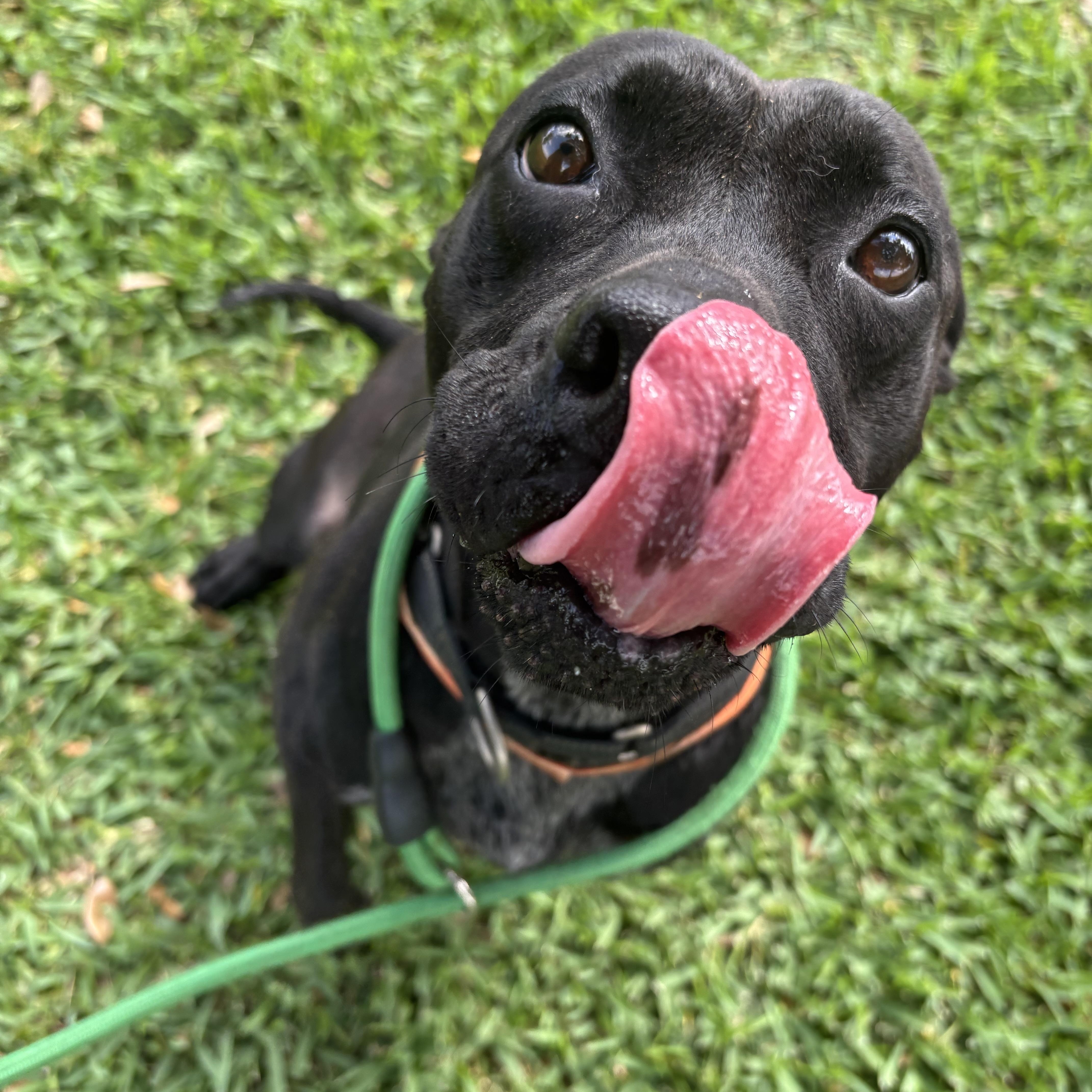 Adorable, an adopted mixed breed in Westminster, CO image 1/6