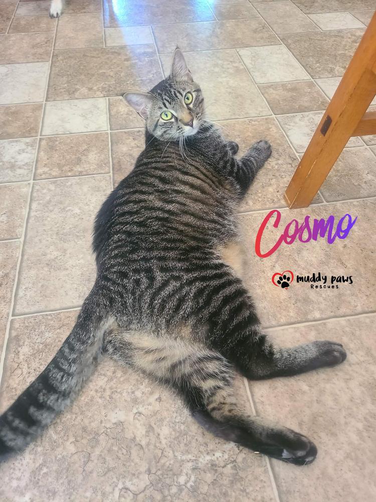 Alphabet Litter: Cosmo, Adoptable, Young Male Domestic Short Hair.