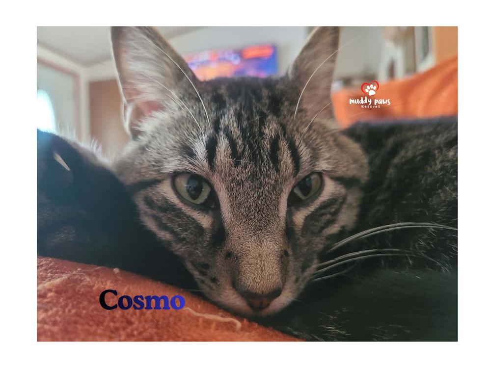 Enlarge Alphabet Litter: Cosmo, a Adoptable Domestic Short Hair in Council Bluffs, IA image 3/5