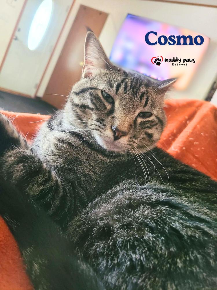 Enlarge Alphabet Litter: Cosmo, a Adoptable Domestic Short Hair in Council Bluffs, IA image 4/5
