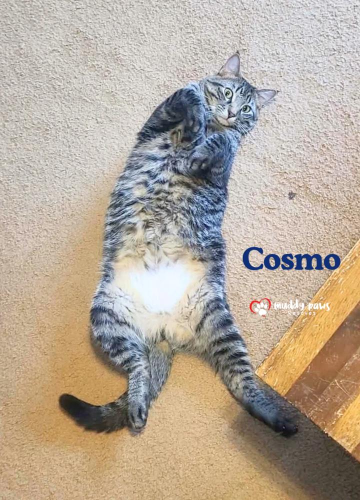 Enlarge Alphabet Litter: Cosmo, a Adoptable Domestic Short Hair in Council Bluffs, IA image 5/5