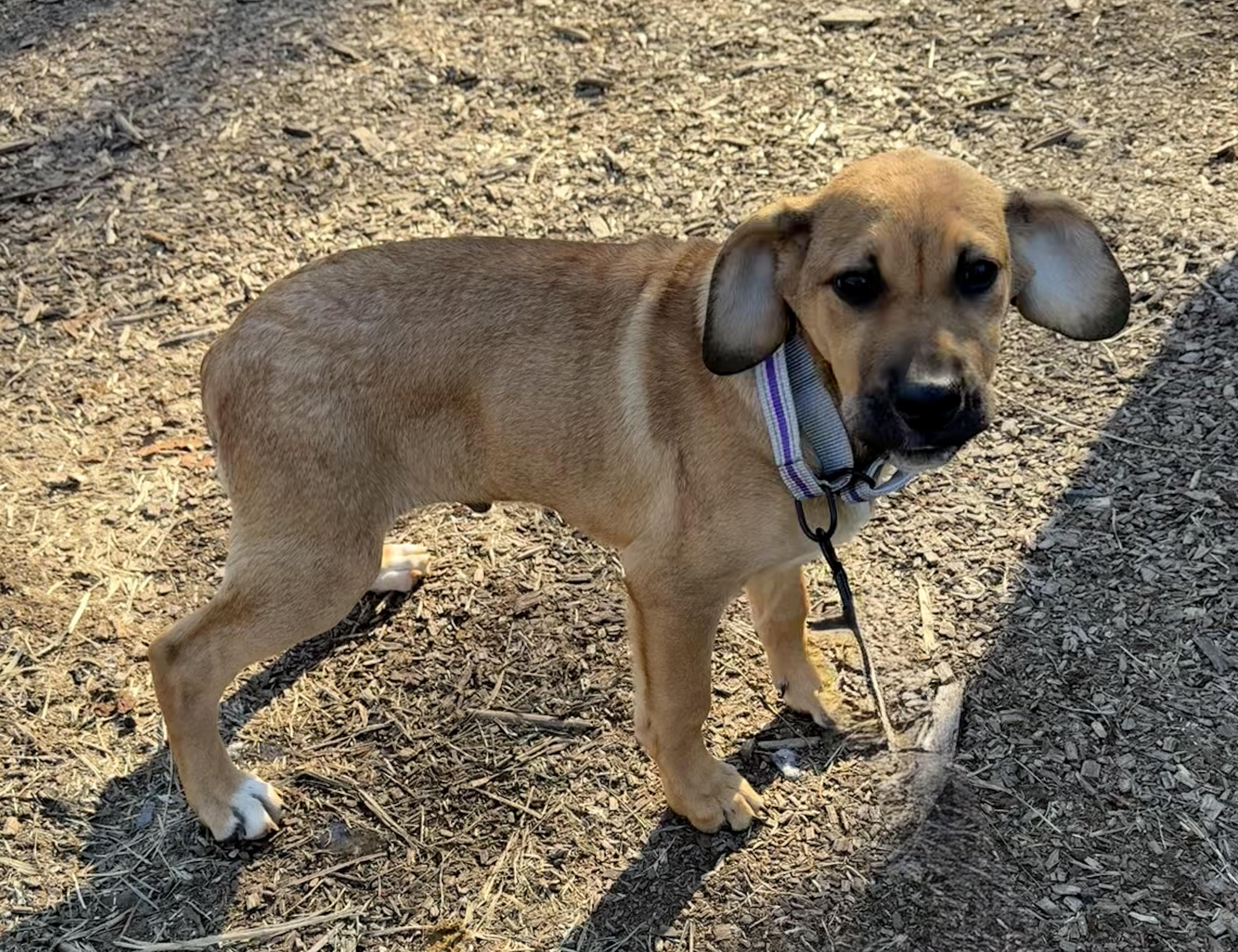 Chaska, ADOPTABLE, Young Male Black Mouth Cur.