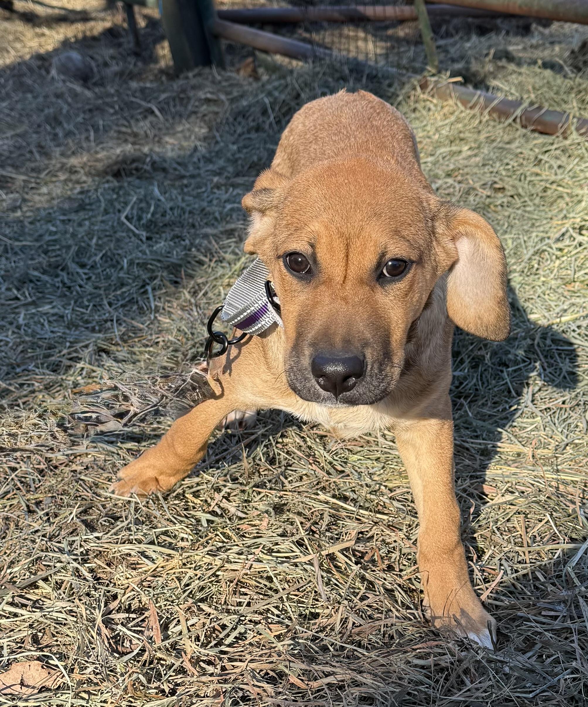 Enlarge Chaska, a ADOPTABLE Black Mouth Cur in Wanaque, NJ image 2/4