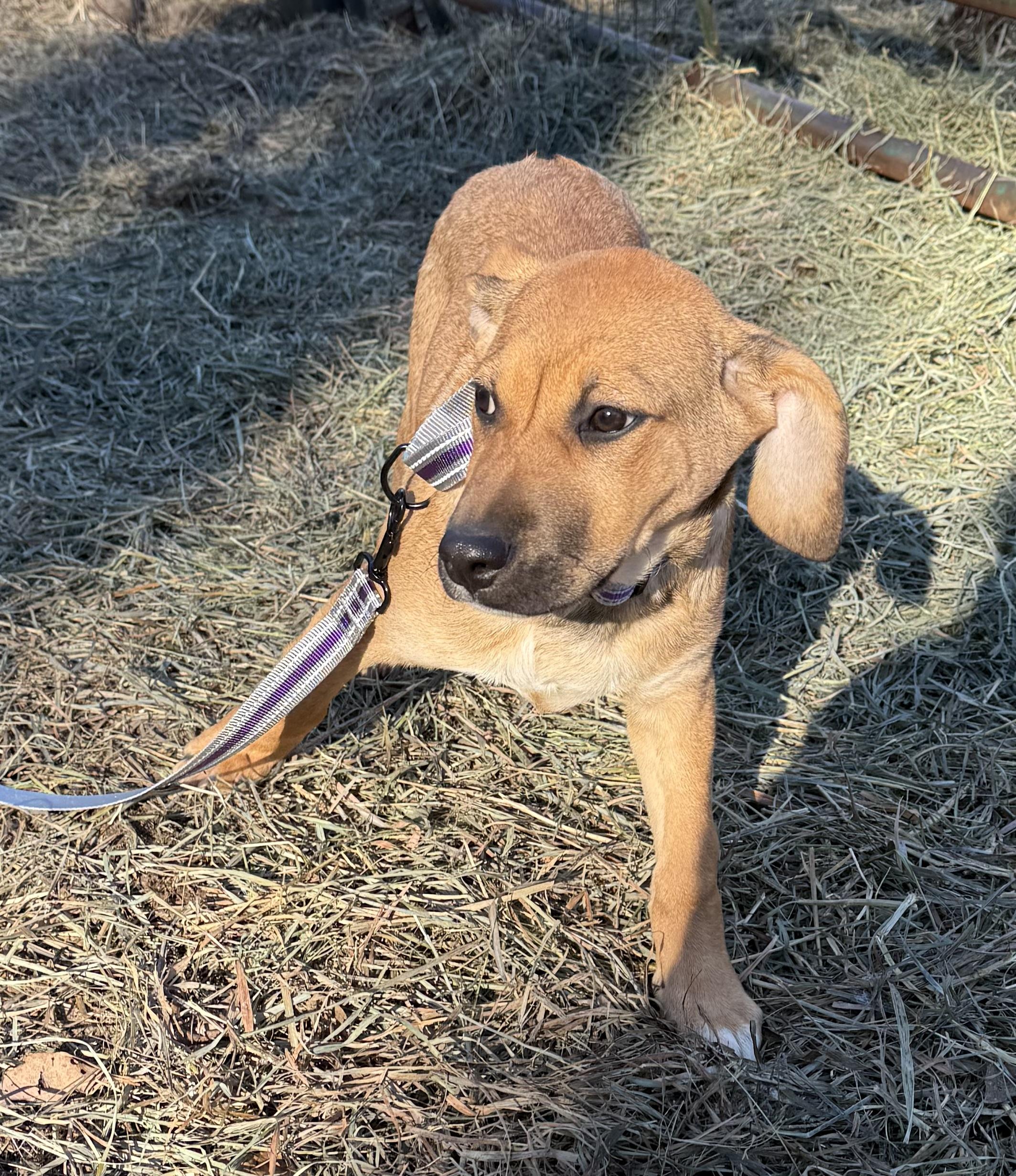 Enlarge Chaska, a ADOPTABLE Black Mouth Cur in Wanaque, NJ image 4/4
