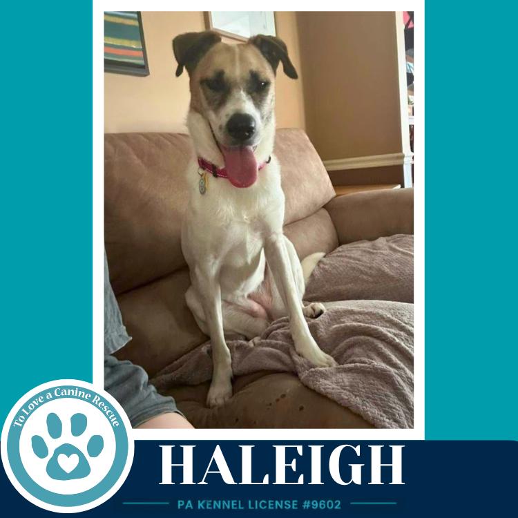 Haleigh 062026, Adoptable, Adult Female Shepherd & Mixed Breed.