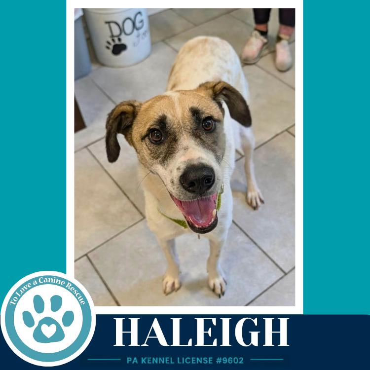 Enlarge Haleigh 062026, a Adoptable mixed breed in Kimberton, PA image 2/4