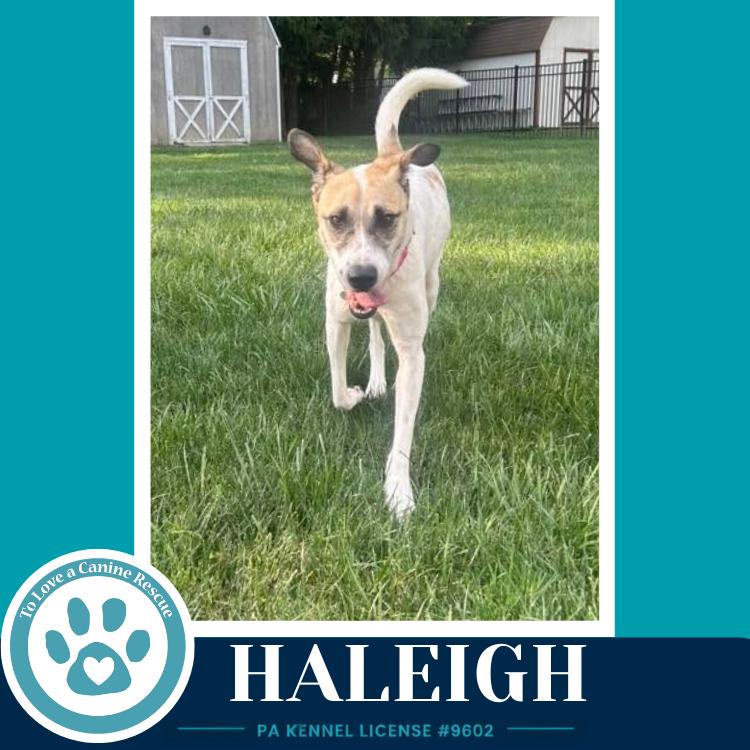 Enlarge Haleigh 062026, a Adoptable mixed breed in Kimberton, PA image 3/4