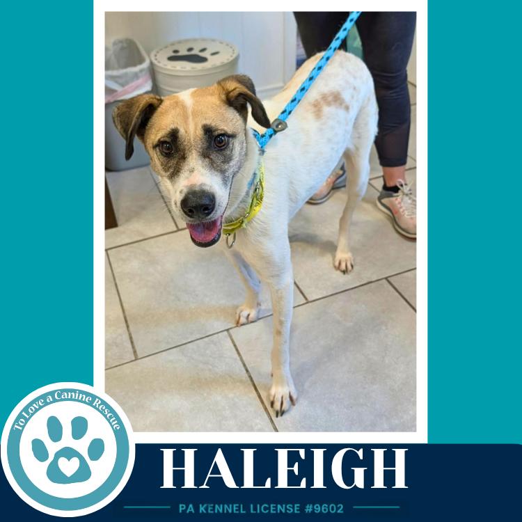 Enlarge Haleigh 062026, a Adoptable mixed breed in Kimberton, PA image 4/4