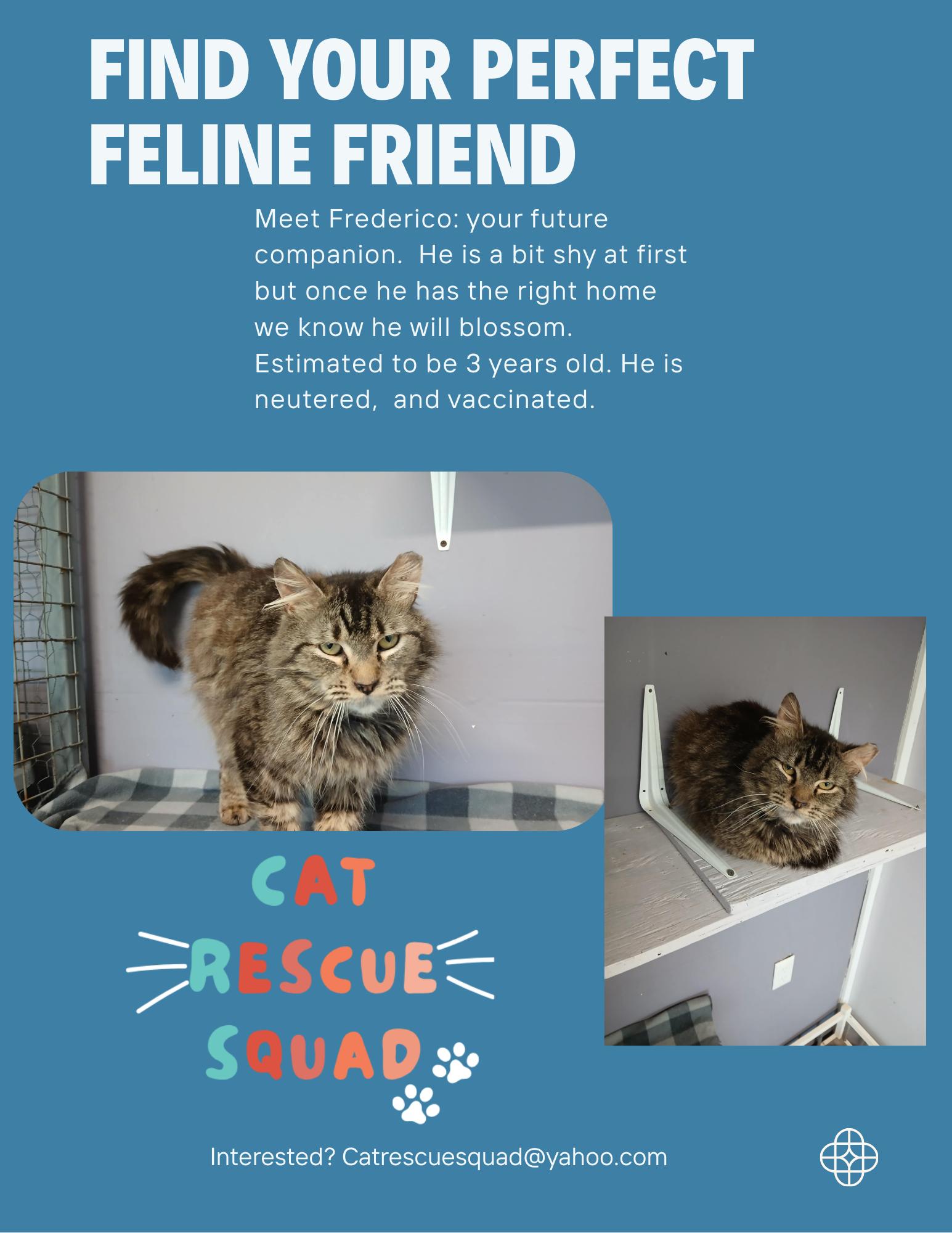 Frederico, an adoptable Domestic Medium Hair in Yakima, WA, 98908 | Photo Image 2