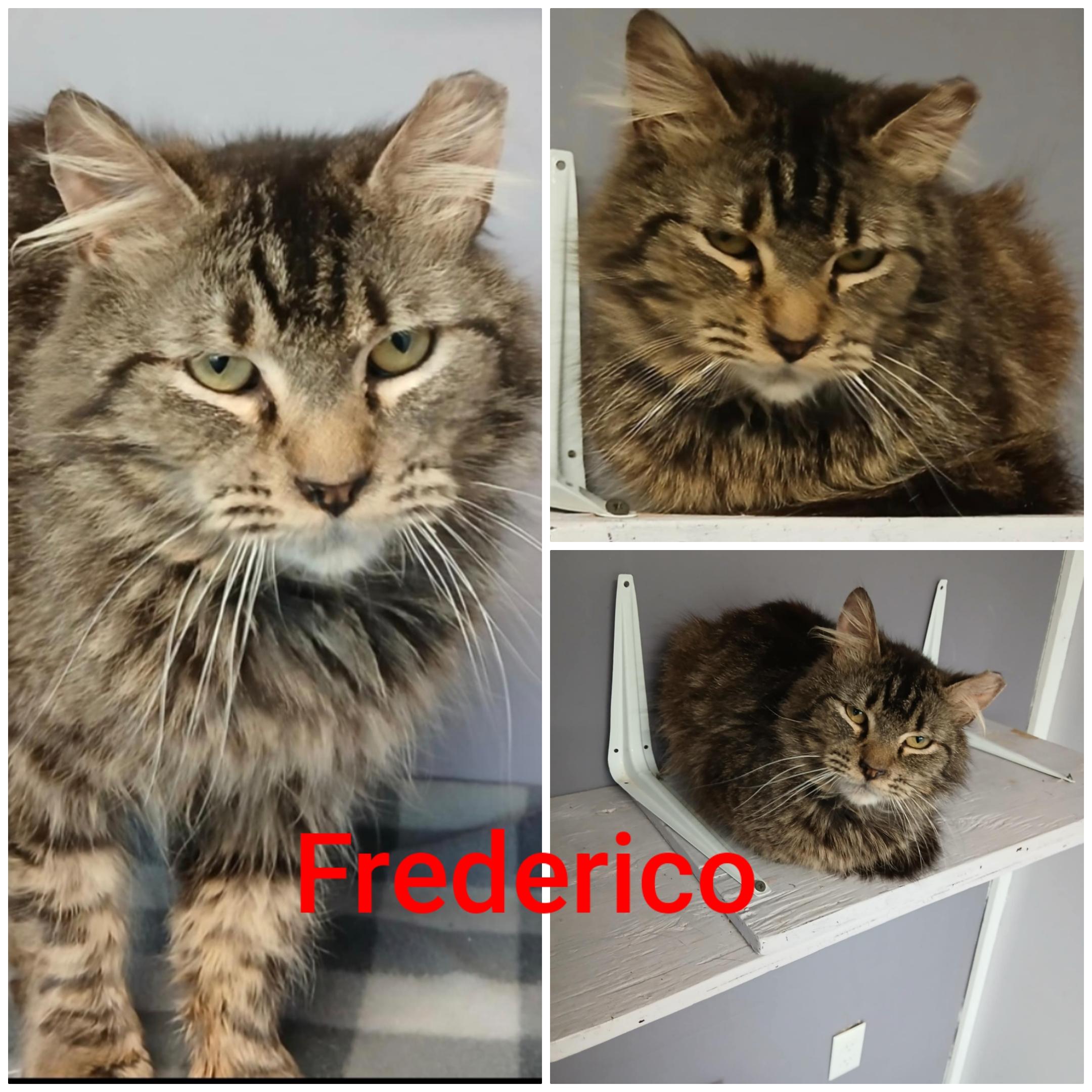 Frederico, an adoptable Domestic Medium Hair in Yakima, WA, 98908 | Photo Image 1