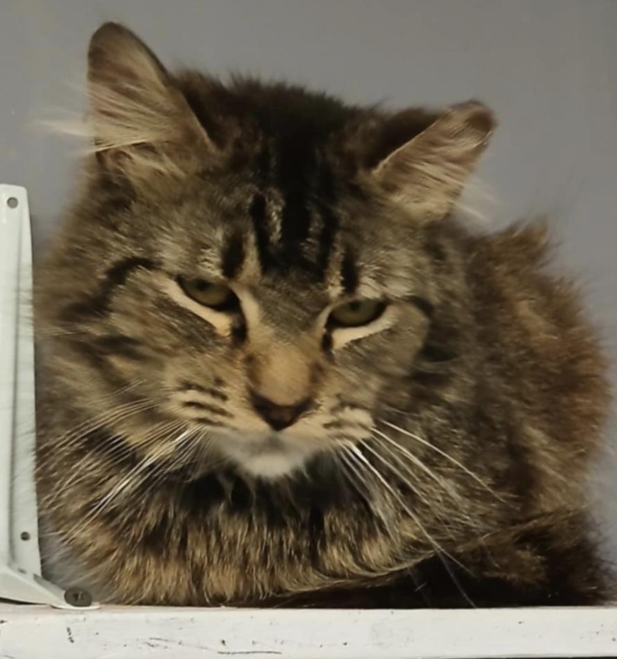 Frederico, an adoptable Domestic Medium Hair in Yakima, WA, 98908 | Photo Image 2