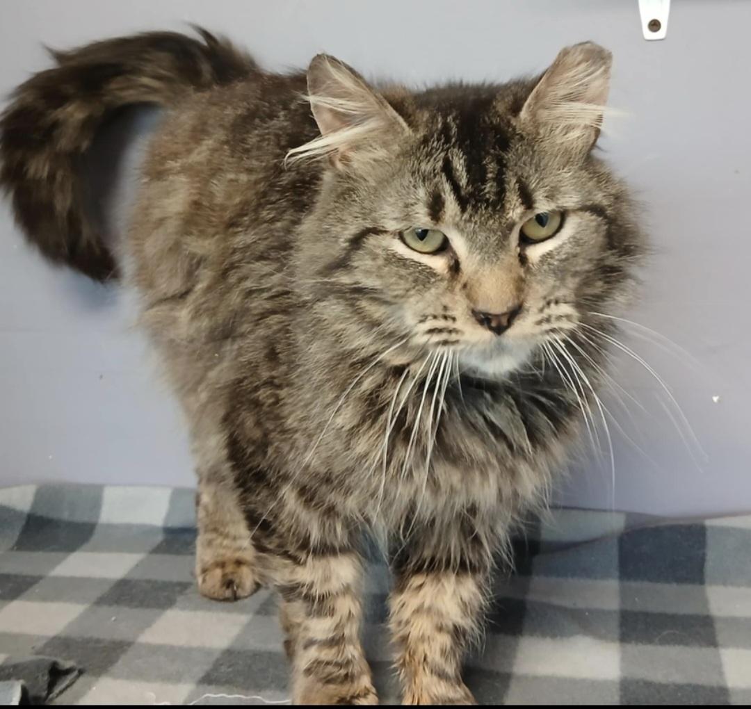 Frederico, an adoptable Domestic Medium Hair in Yakima, WA, 98908 | Photo Image 3