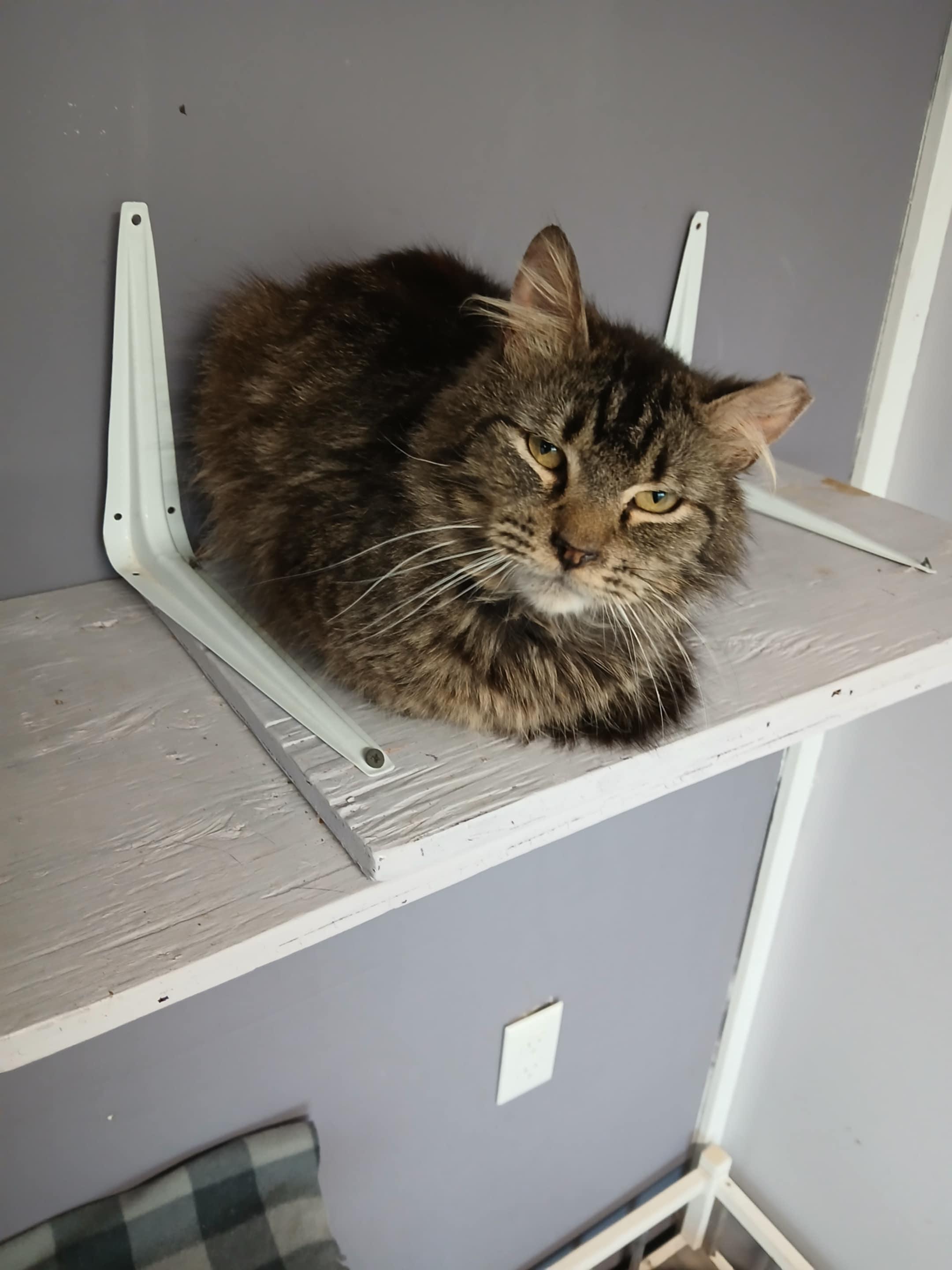 Frederico, an adoptable Domestic Medium Hair in Yakima, WA, 98908 | Photo Image 4