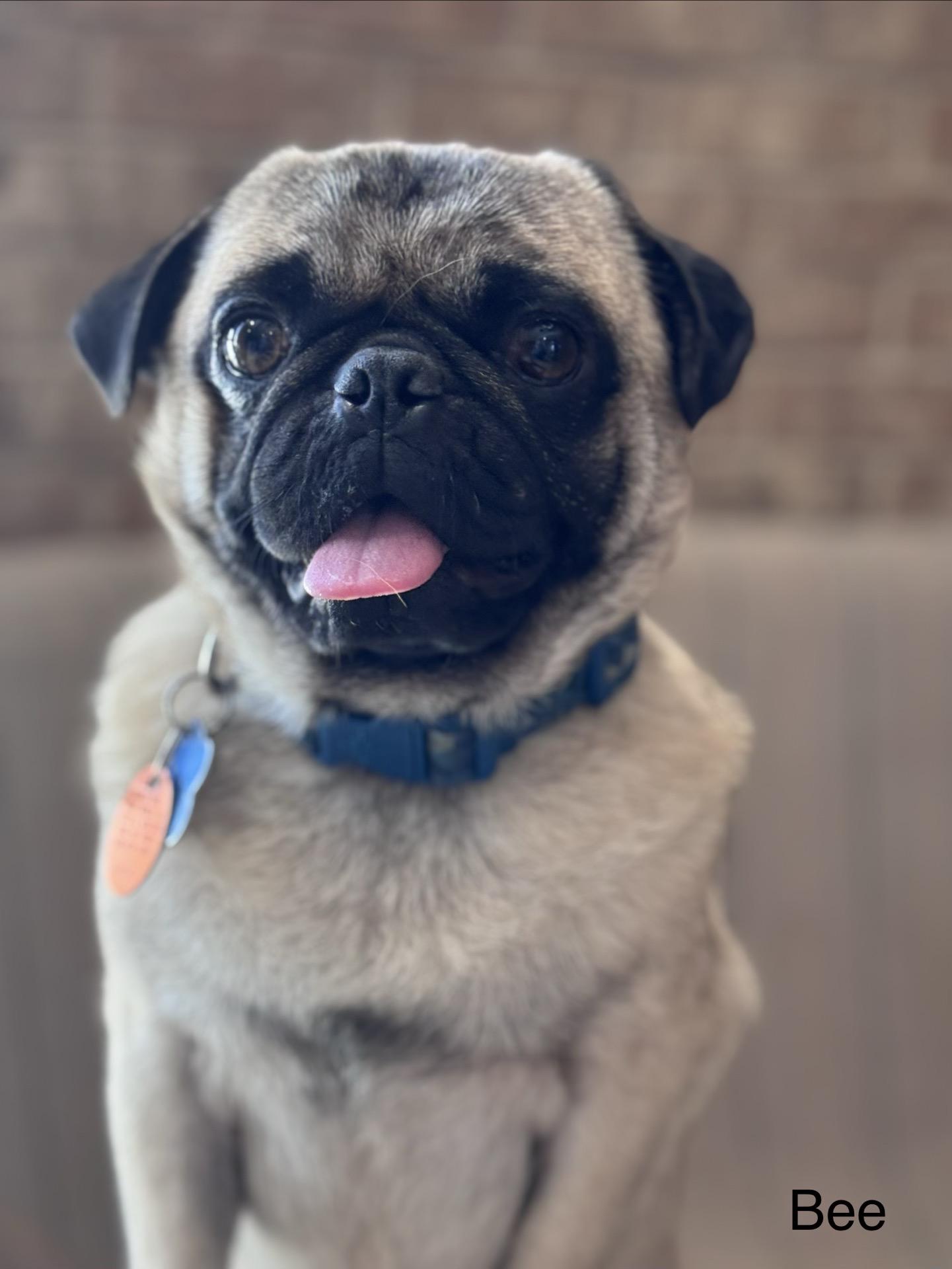 Enlarge Bee, a Adoptable Pug in Broken Arrow, OK image 1/3