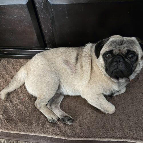Bee, Adoptable, Young Male Pug.