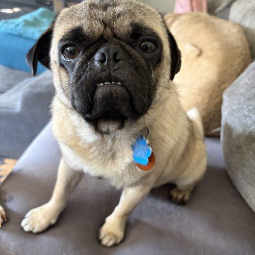 Enlarge Bee, a Adoptable Pug in Broken Arrow, OK image 3/3