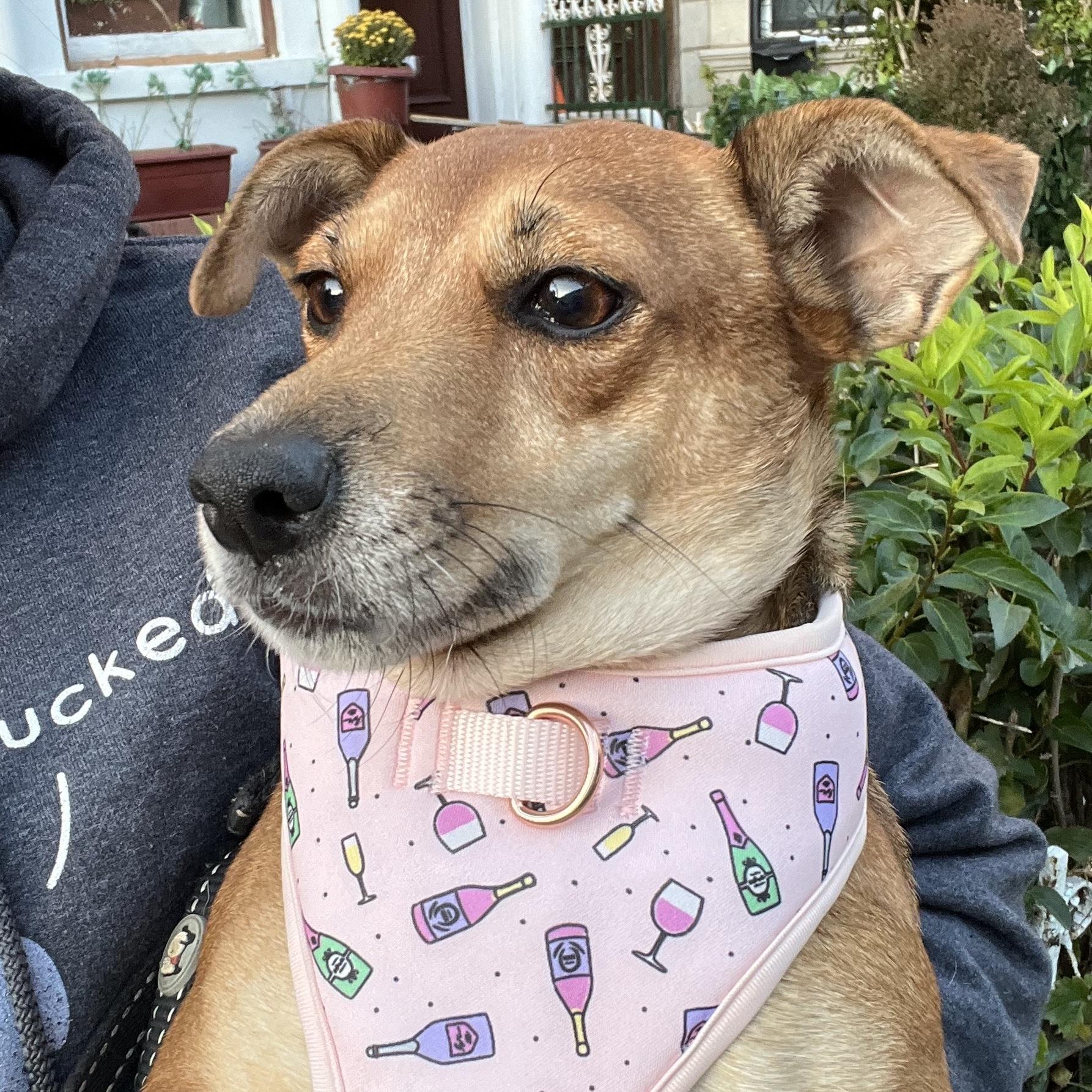 Lovelee, a Adoptable mixed breed in Brooklyn, NY image 1/6