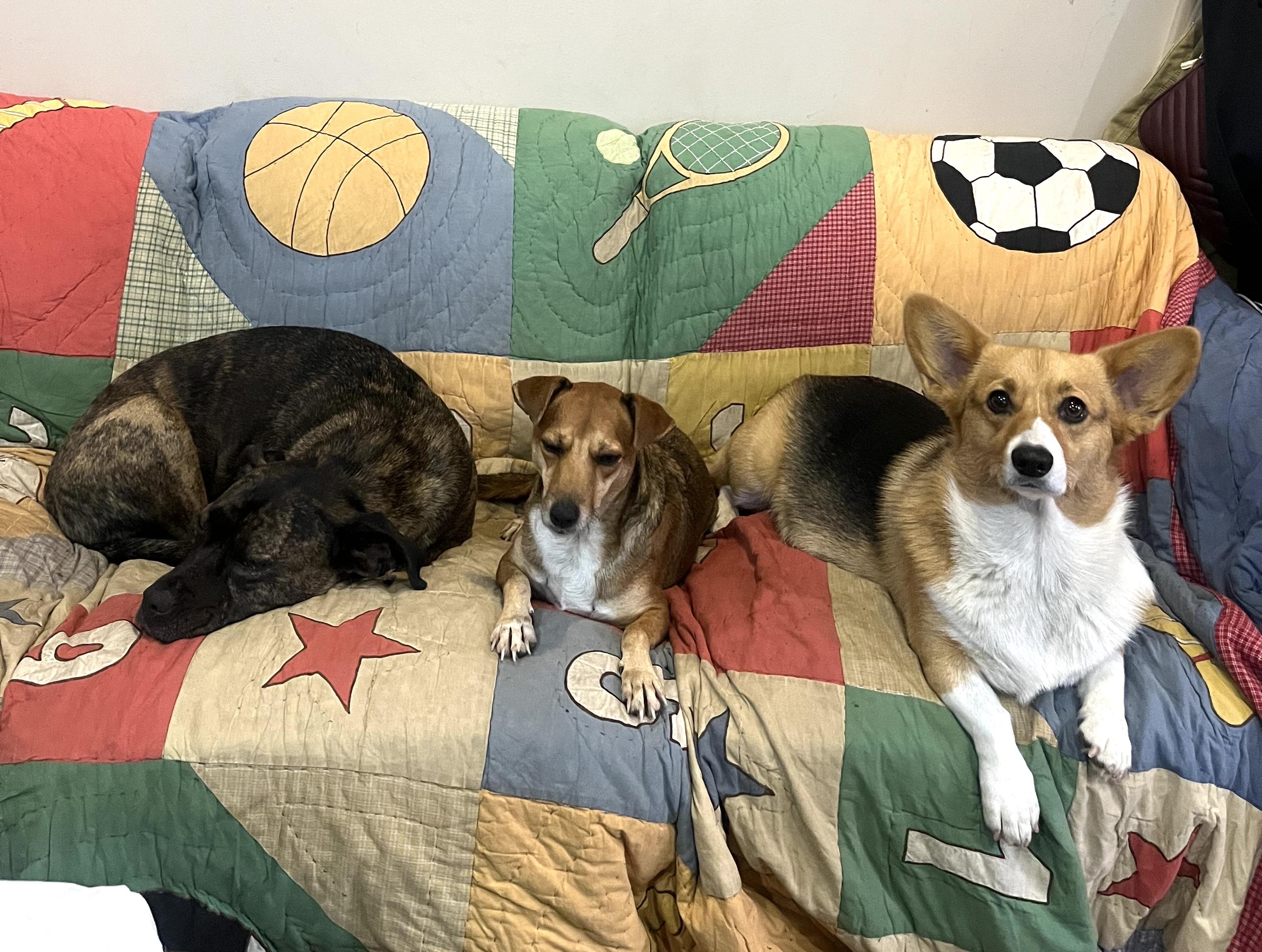 Lovelee, a Adoptable mixed breed in Brooklyn, NY image 3/6