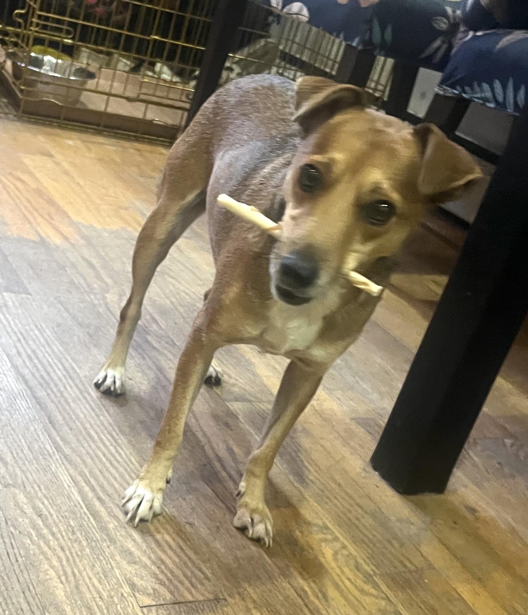 Lovelee, a Adoptable mixed breed in Brooklyn, NY image 5/6