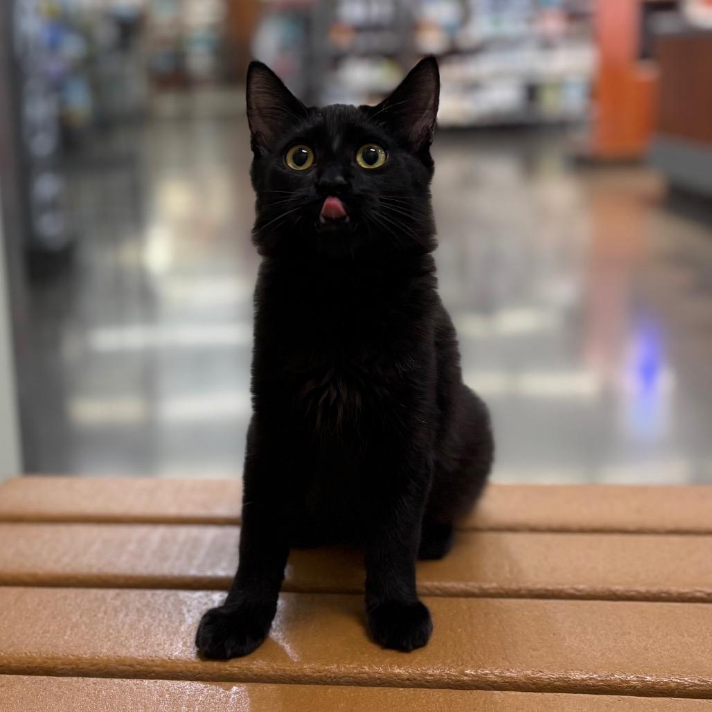 Hamilton, a Adoptable Domestic Medium Hair in Morgan Hill, CA image 2/6