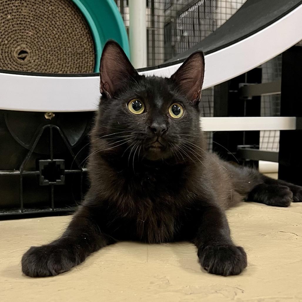 Hamilton, a Adoptable Domestic Medium Hair in Morgan Hill, CA image 3/6