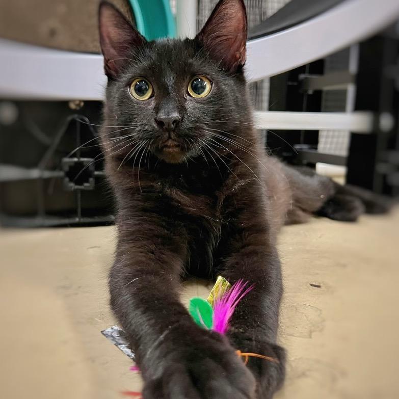 Hamilton, a Adoptable Domestic Medium Hair in Morgan Hill, CA image 6/6