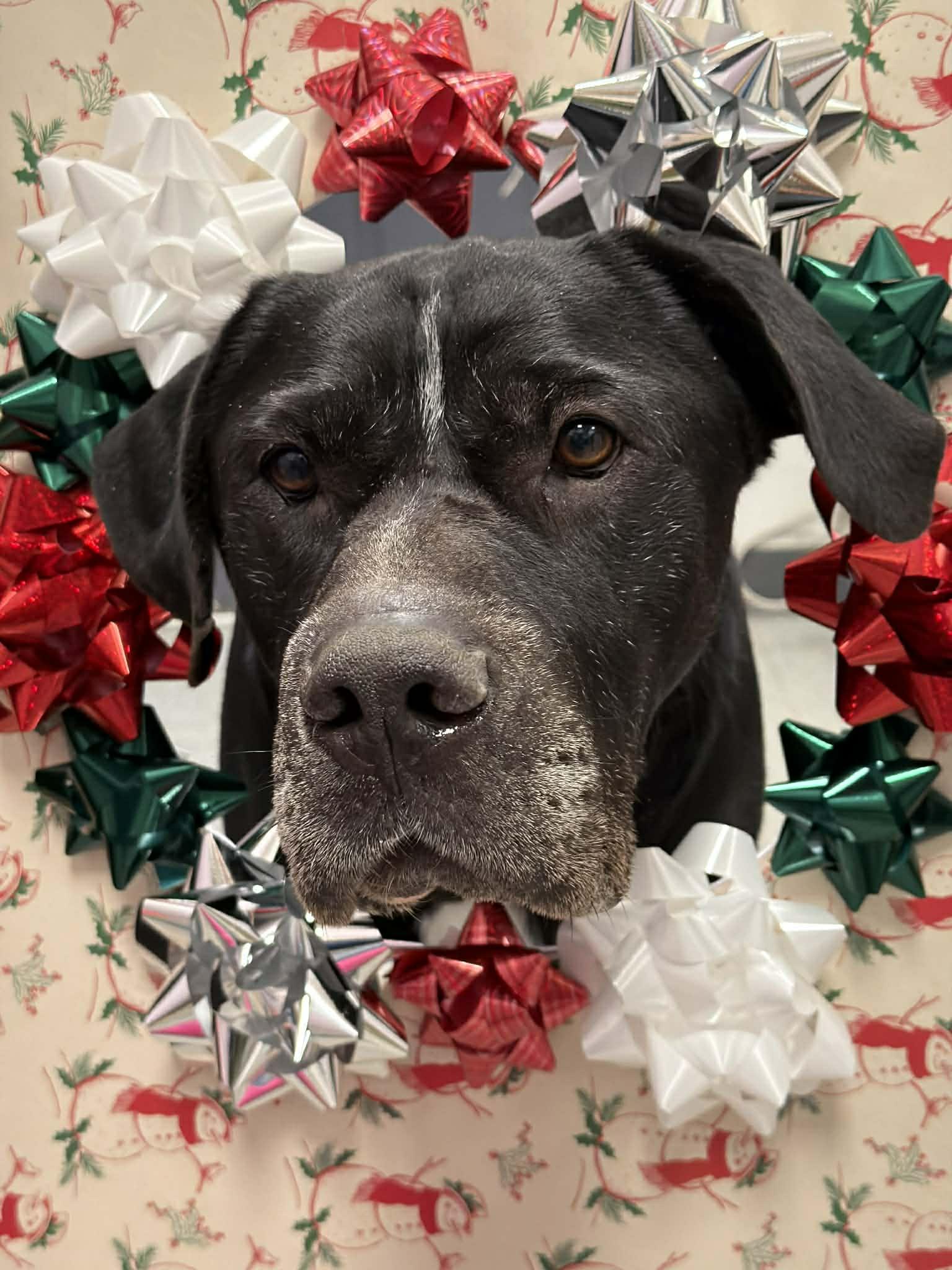Luci, Adoptable, Adult Male Mastiff & Pit Bull Terrier.