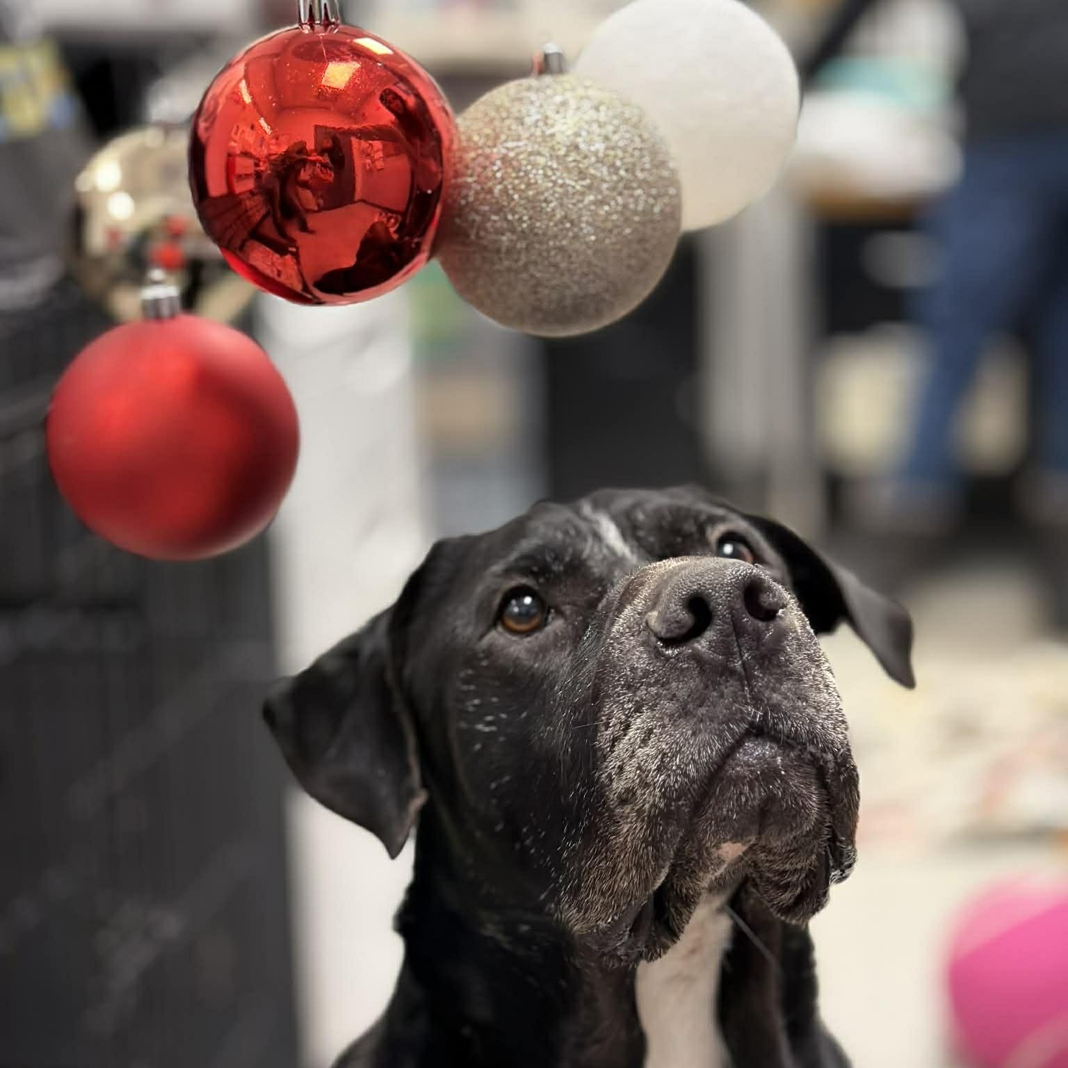 Enlarge Luci, a Adoptable mixed breed in Martinsville, IN image 3/6