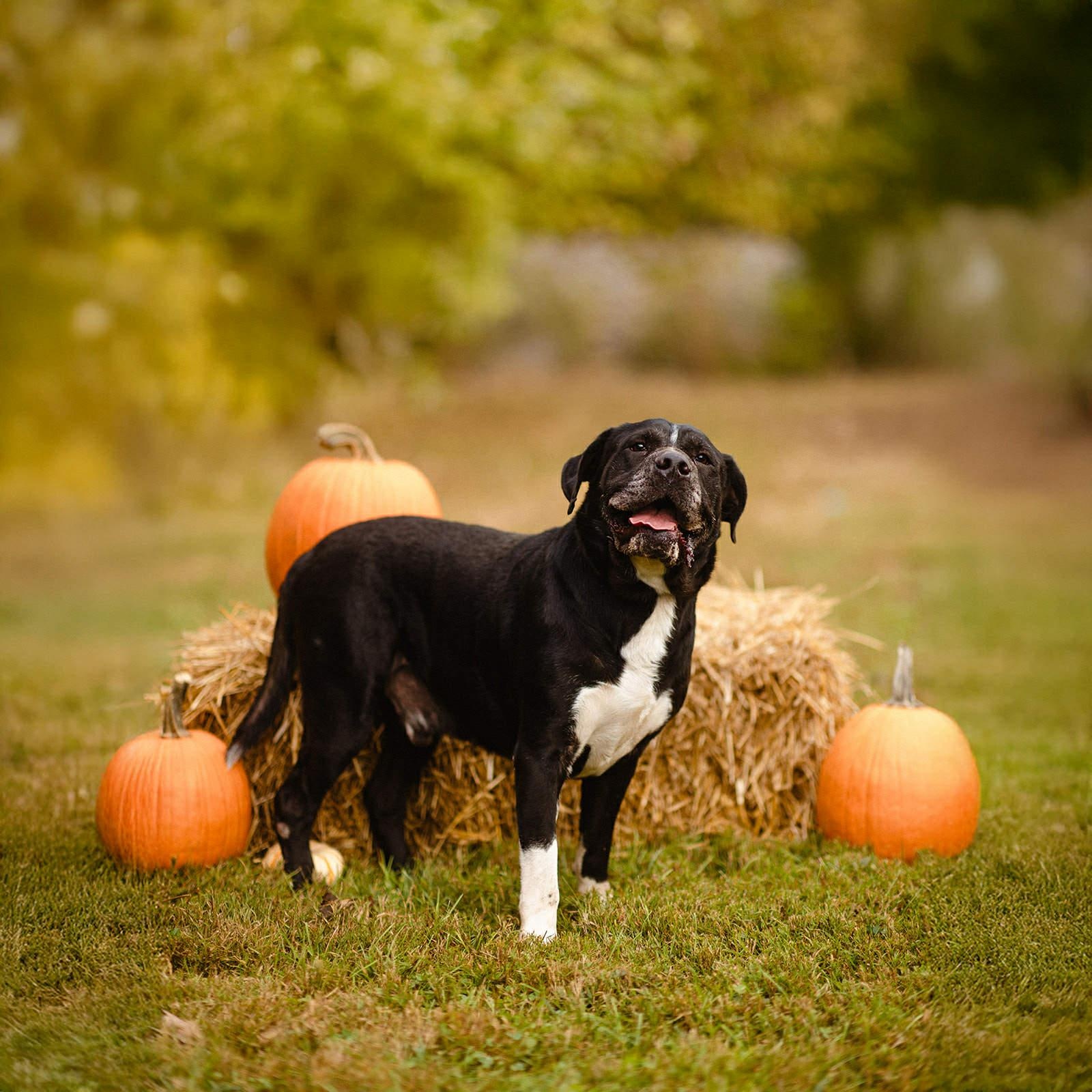 Enlarge Luci, a Adoptable mixed breed in Martinsville, IN image 1/4