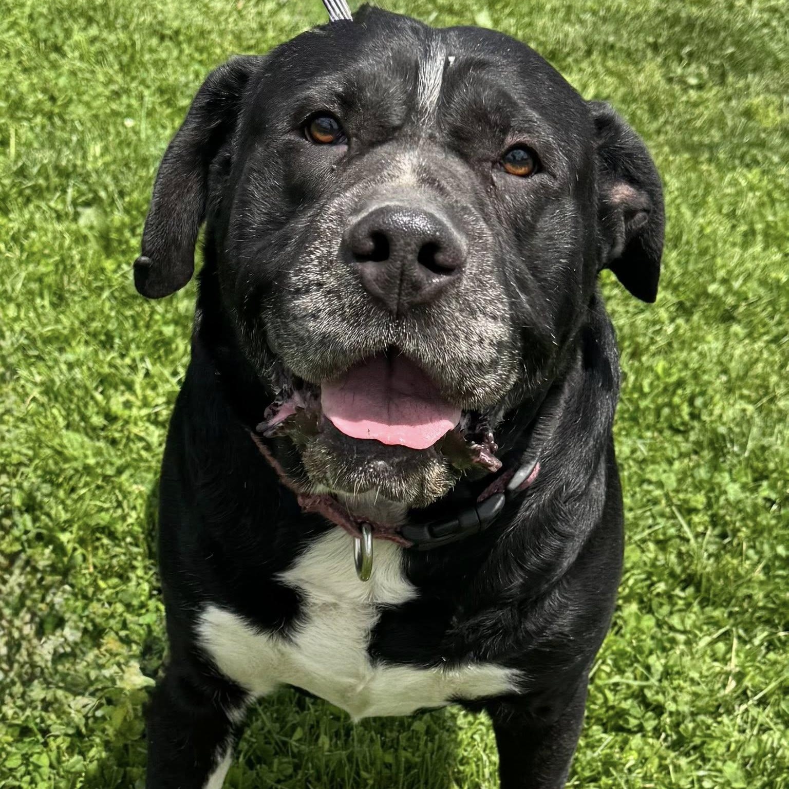 Lucifer, Adult Male Mastiff