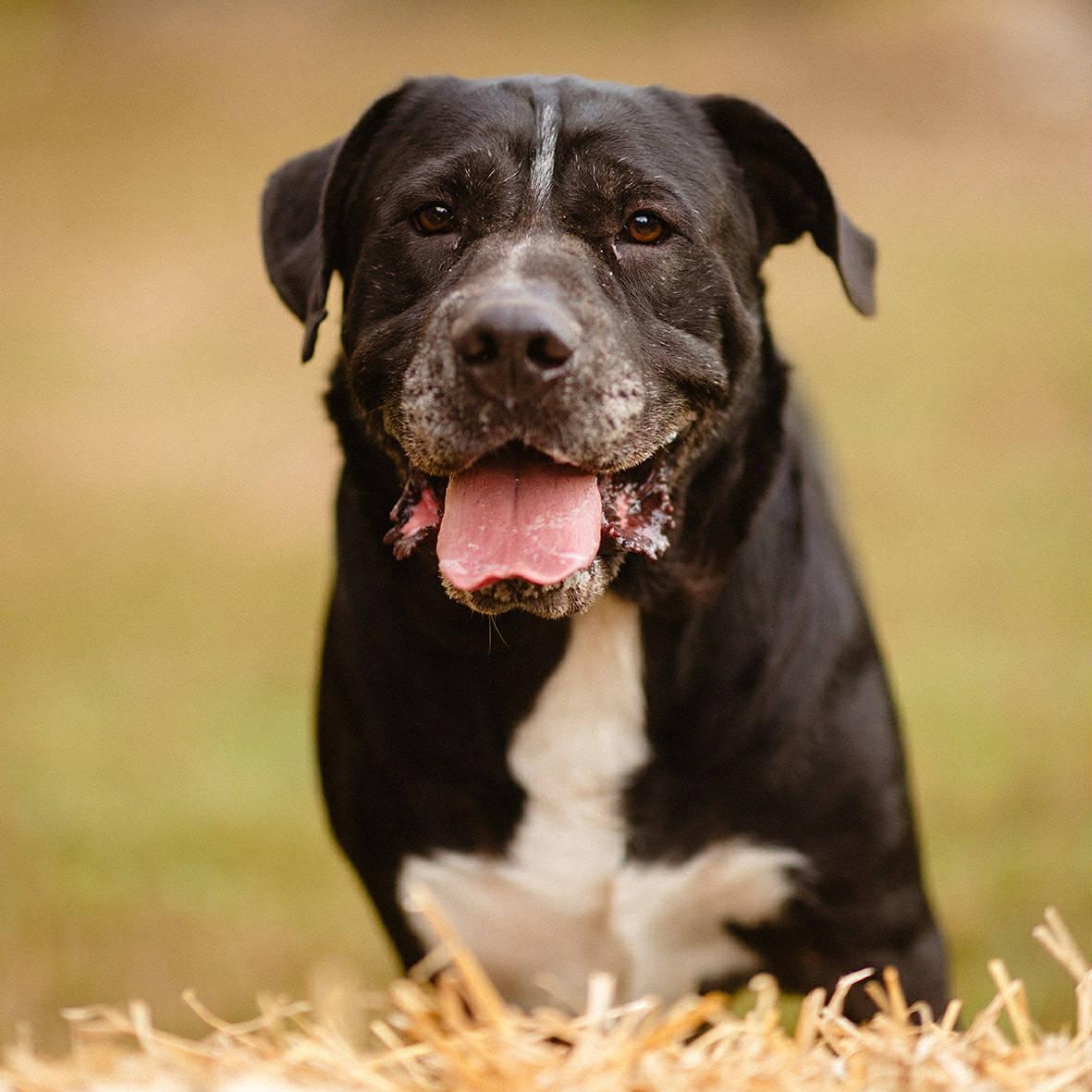 Enlarge Luci, a Adoptable mixed breed in Martinsville, IN image 2/4
