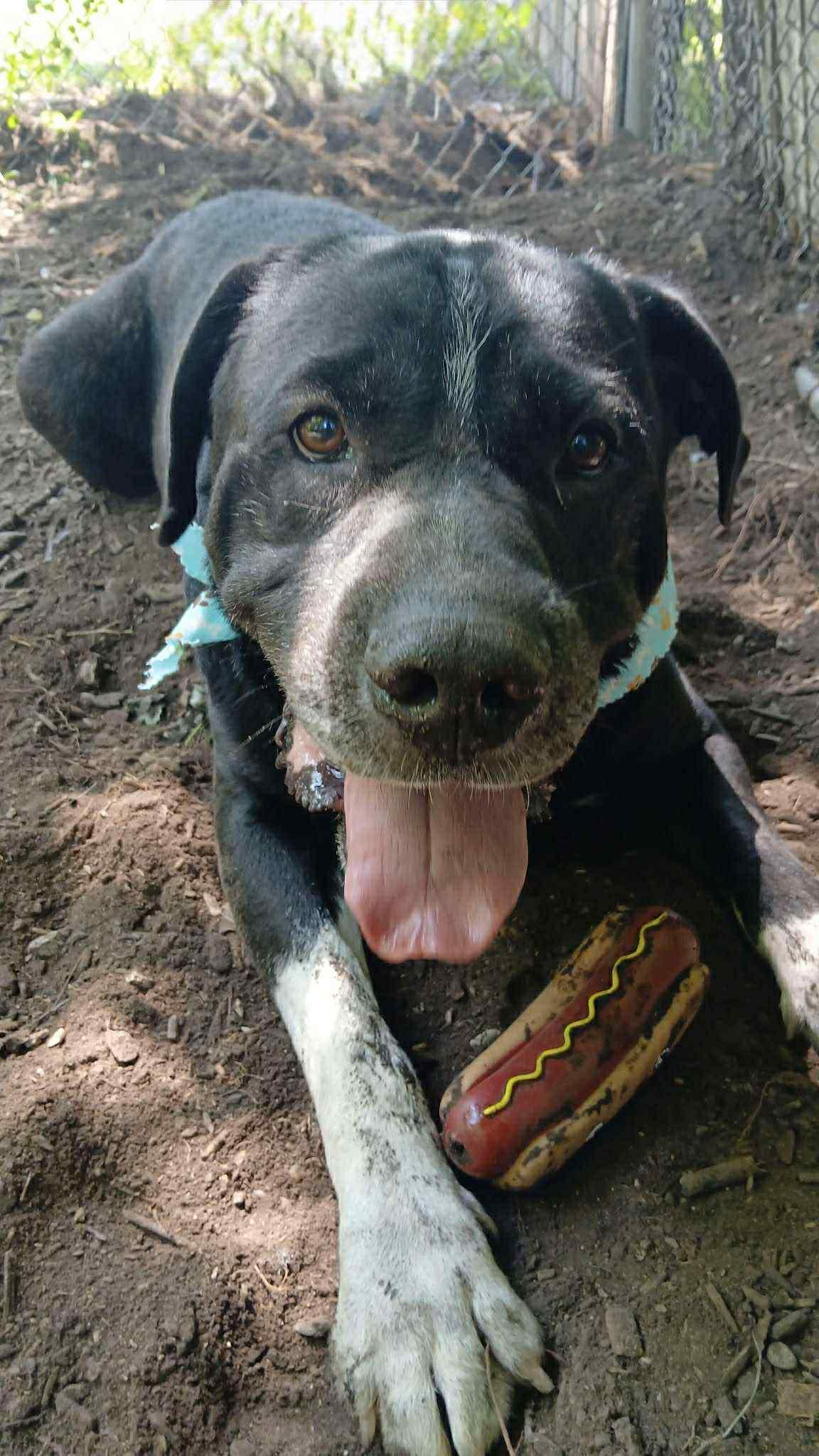 Luci, Adoptable, Adult Male Mastiff & Pit Bull Terrier.