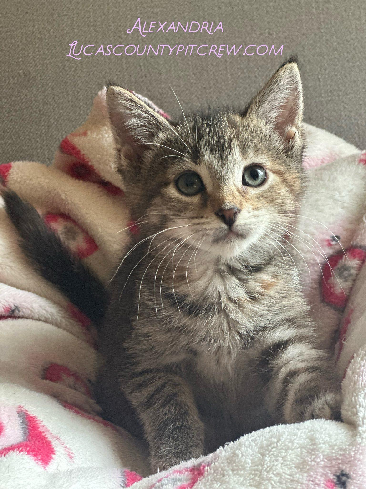 Alexandria, Baby Female Tabby