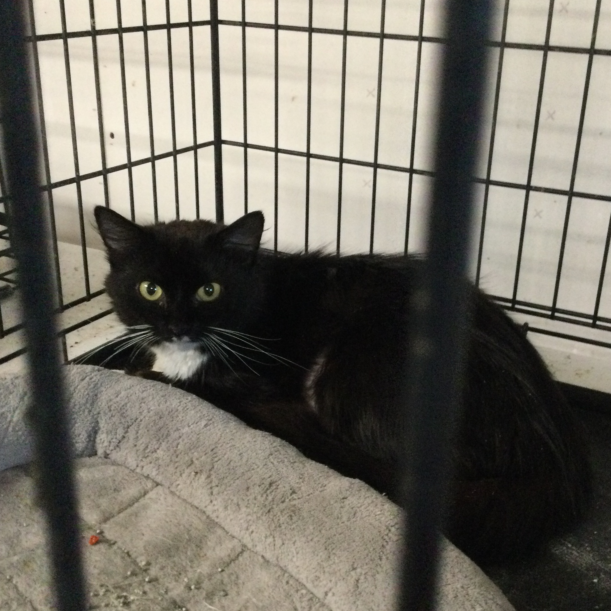 Vickie, a Adoptable Domestic Long Hair in Bristol, TN image 3/3