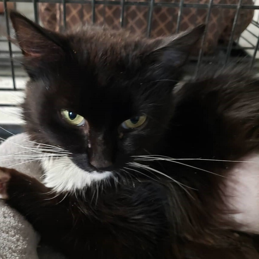 Vickie, a Adoptable Domestic Long Hair in Bristol, TN image 1/3