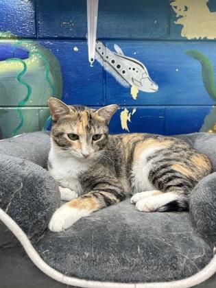 Augusta (Pounce Cat Cafe), Adoptable, Adult Female Domestic Short Hair & Domestic Short Hair.