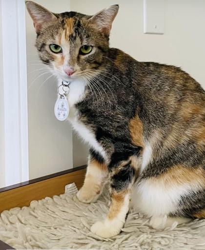 Augusta (Pounce Cat Cafe), a Adoptable Domestic Short Hair in Savannah, GA image 2/2