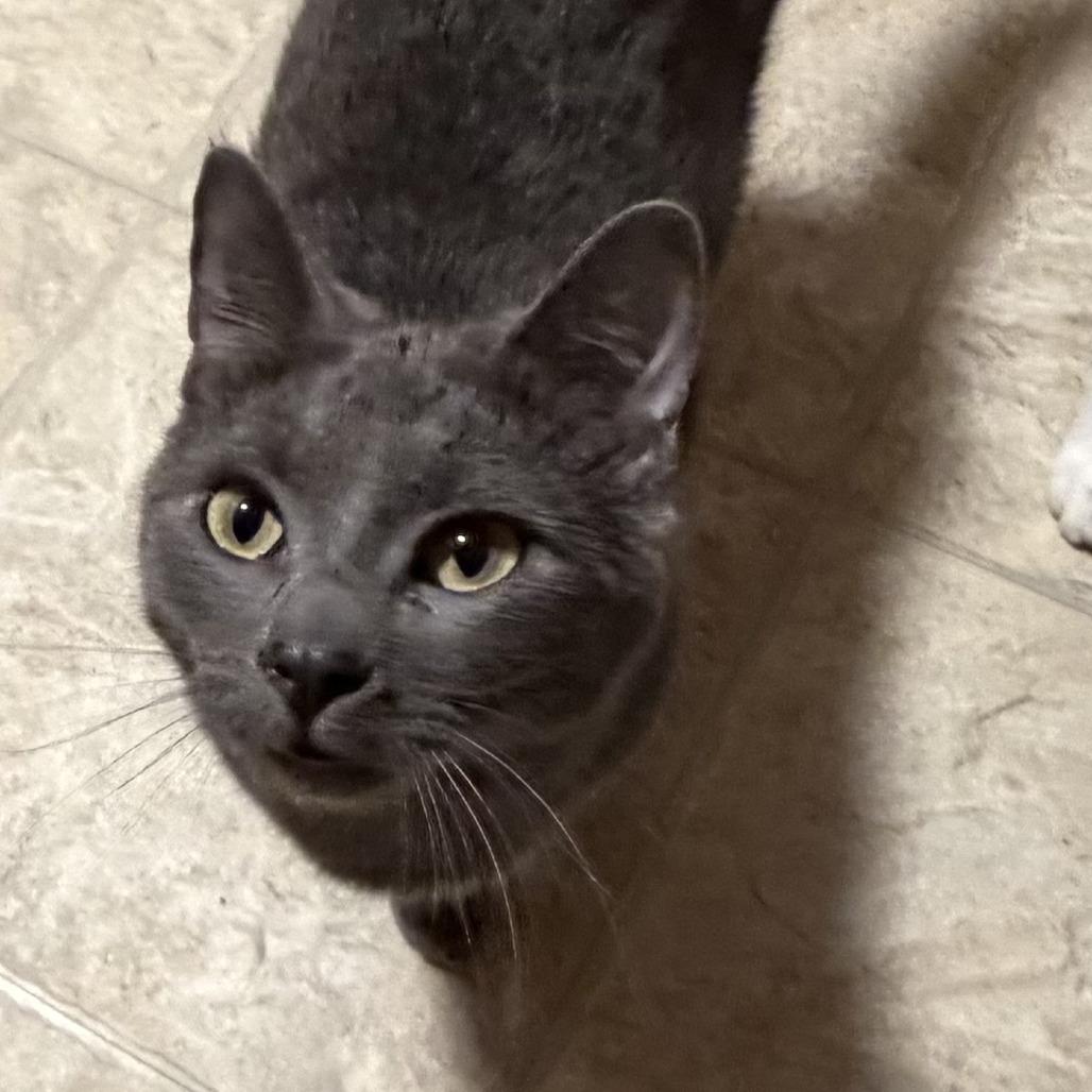 JJ, Adoptable, Young Male Domestic Short Hair.