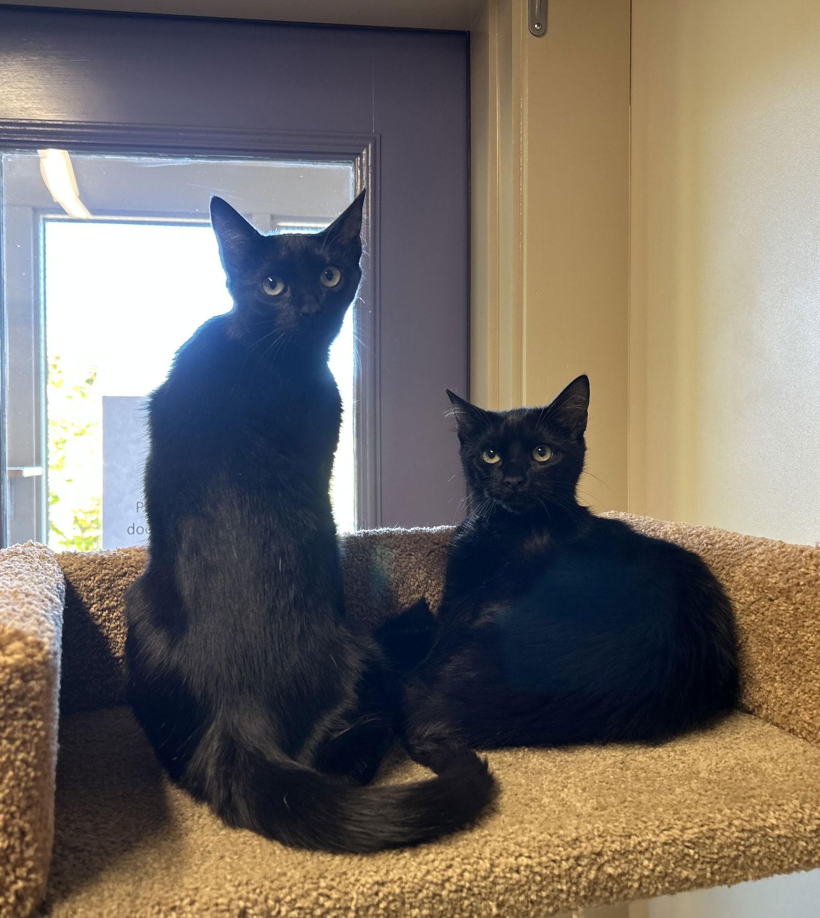 Enlarge Sophie & Sadie, a Adoptable Domestic Short Hair in Arlington, VT image 2/2