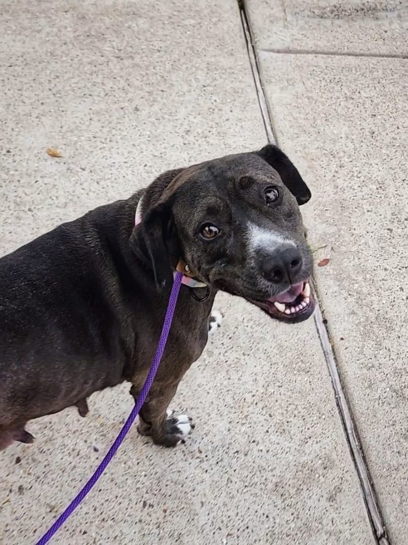 Maple, a Adopted mixed breed in Houston, TX image 1/5