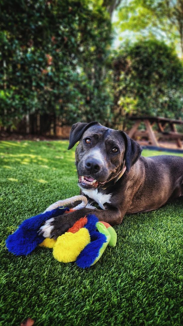 Maple, a Adopted mixed breed in Houston, TX image 2/5