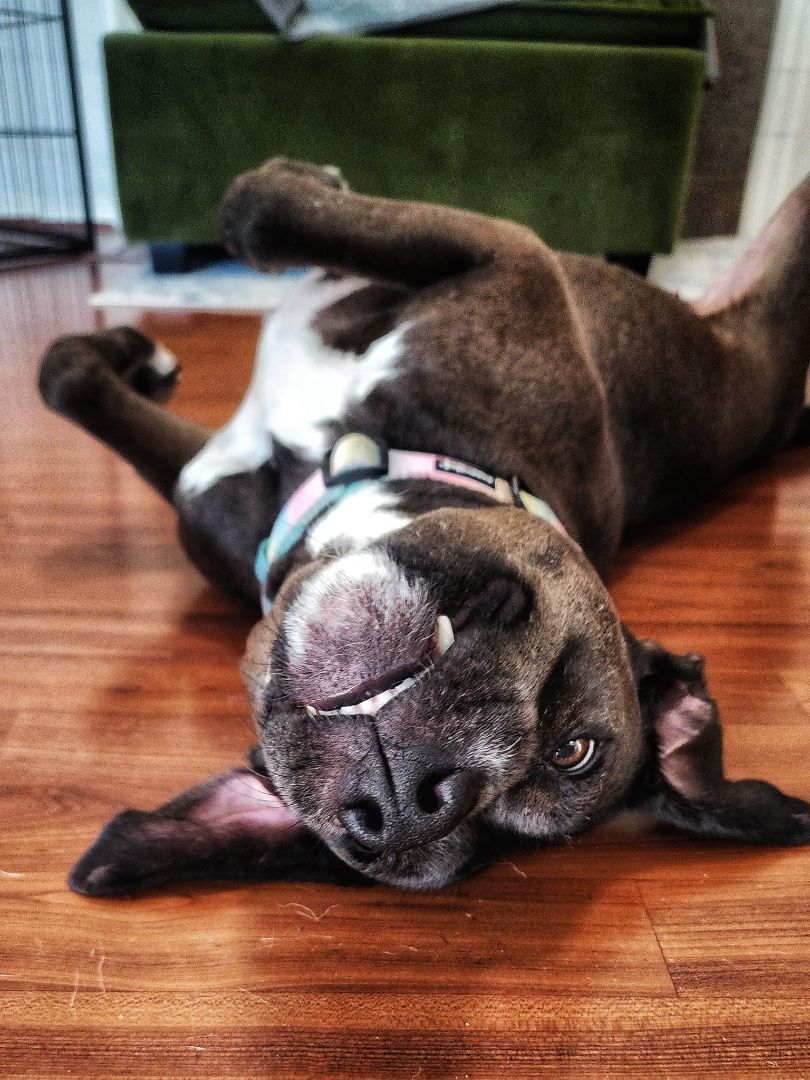 Maple, a Adopted mixed breed in Houston, TX image 3/5