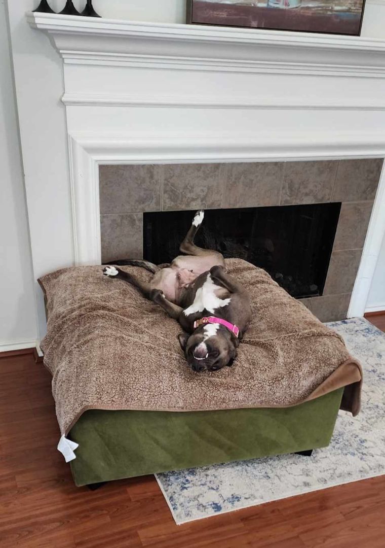 Maple, a Adopted mixed breed in Houston, TX image 4/5