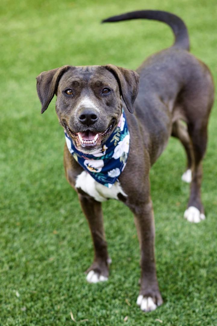 Maple, a Adopted mixed breed in Houston, TX image 5/5