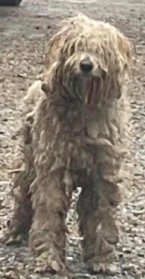 Bruce Jenner, Adoptable, Adult Female Labrador Retriever.