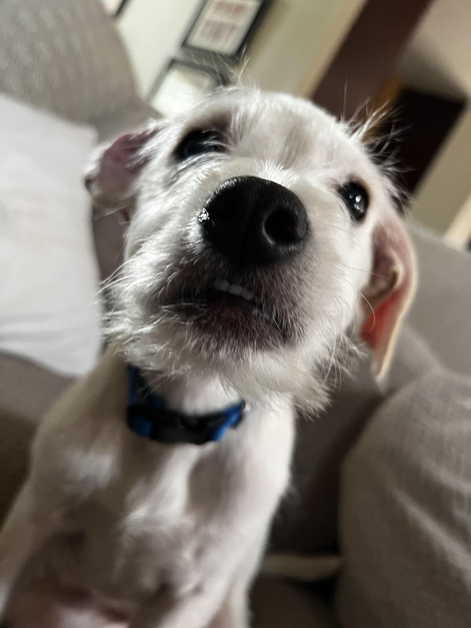Enlarge Rooster, a Adoptable Terrier in East Hartford, CT image 1/3