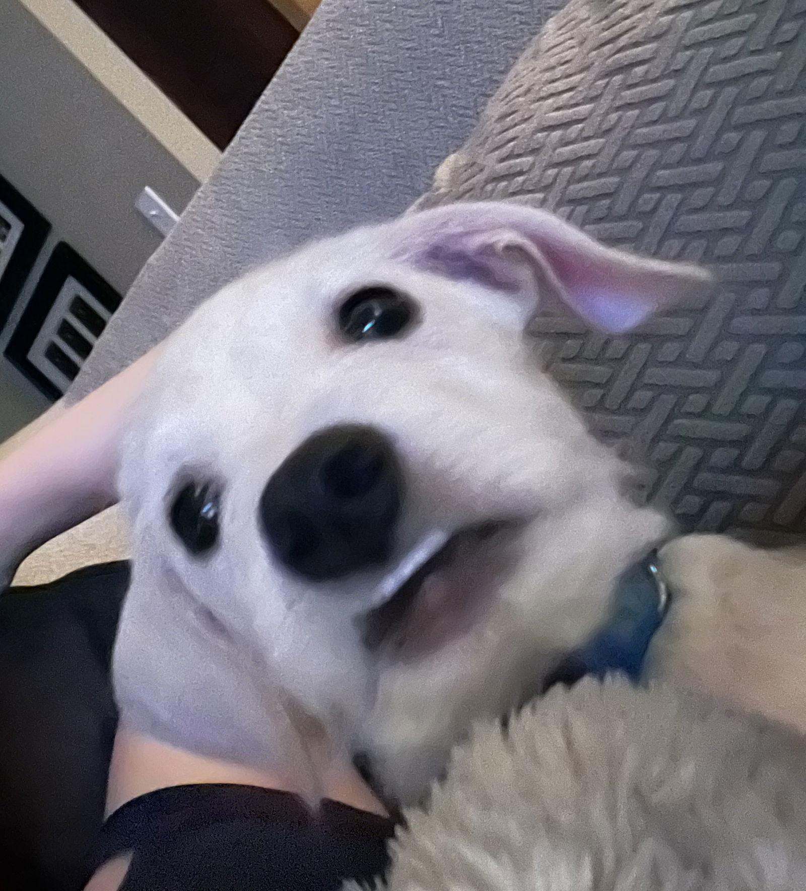 Enlarge Rooster, a Adoptable Terrier in East Hartford, CT image 2/3