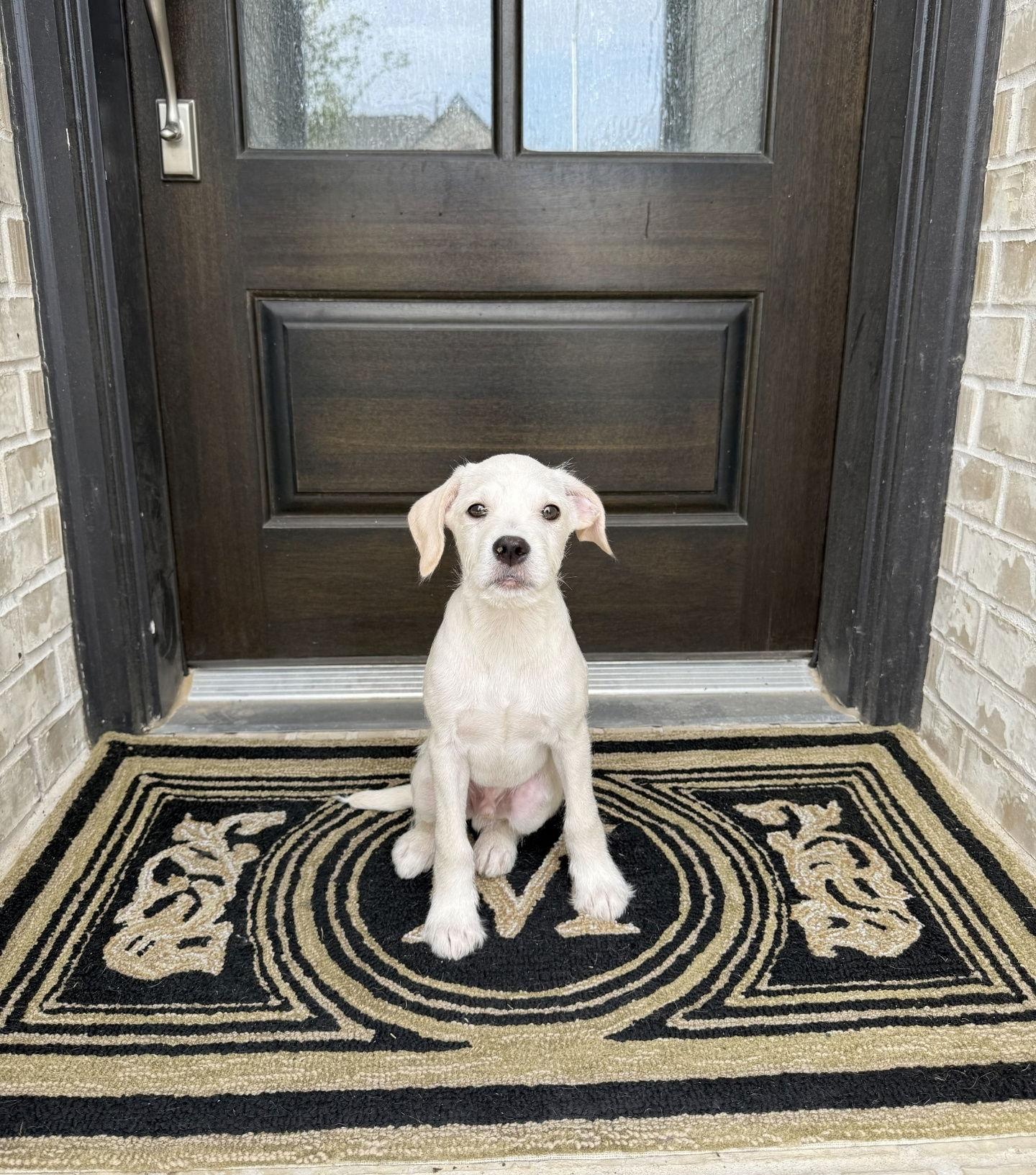 Enlarge Rooster, a Adoptable Terrier in East Hartford, CT image 3/3